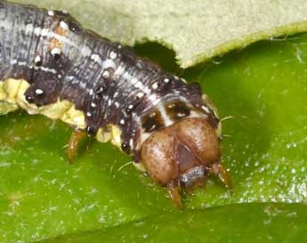  Chenille de Dryobota labecula Esp. - Philippe Mothiron