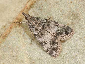 Eudonia lacustrata Panz. adulte - ©Philippe Mothiron