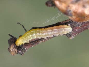  Chenille de Propenistra laevis Hb. - ©Philippe Mothiron