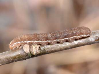  Chenille de Propenistra laevis Hb. - Philippe Mothiron