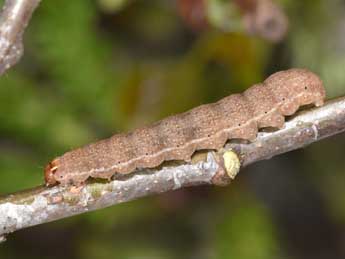  Chenille de Propenistra laevis Hb. - Philippe Mothiron