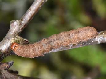  Chenille de Propenistra laevis Hb. - Philippe Mothiron