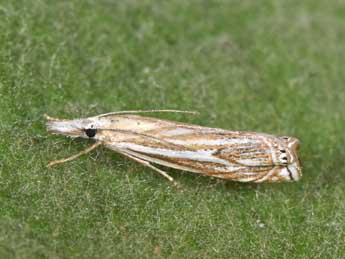 Crambus lathoniellus Zck. adulte - ©Philippe Mothiron