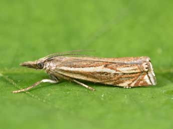 Crambus lathoniellus Zck. adulte - Philippe Mothiron