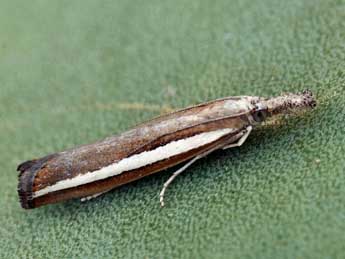 Agriphila latistria Hw. adulte - Daniel Morel