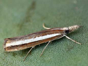 Agriphila latistria Hw. adulte - ©Daniel Morel