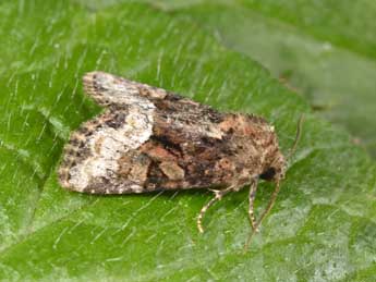 Oligia latruncula D. & S. adulte - Philippe Mothiron