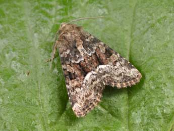 Oligia latruncula D. & S. adulte - Philippe Mothiron