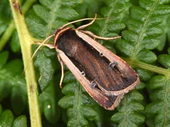 Ochropleura leucogaster Frr adulte - Philippe Mothiron