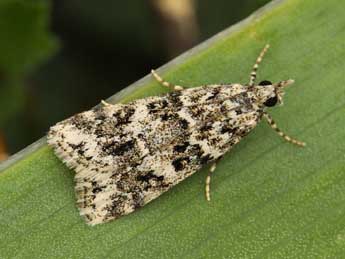 Eudonia lineola Curt. adulte - ©Lionel Taurand