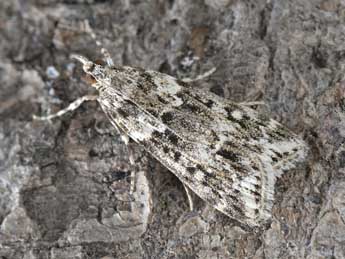 Eudonia lineola Curt. adulte - Dominique Halleux