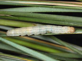  Chenille de Mythimna litoralis Curt. - Jean Haxaire