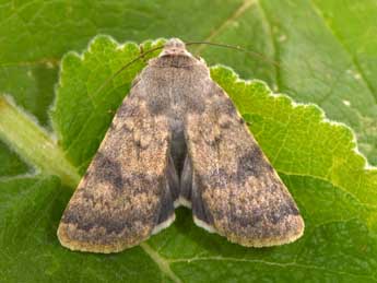 Standfussiana lucernea L. adulte - ©Philippe Mothiron