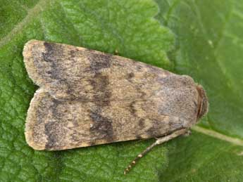 Standfussiana lucernea L. adulte - Philippe Mothiron