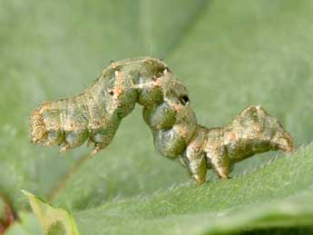  Chenille de Acontia lucida Hfn. - Philippe Mothiron