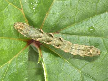  Chenille de Acontia lucida Hfn. - ©Philippe Mothiron