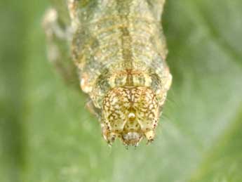  Chenille de Acontia lucida Hfn. - ©Philippe Mothiron