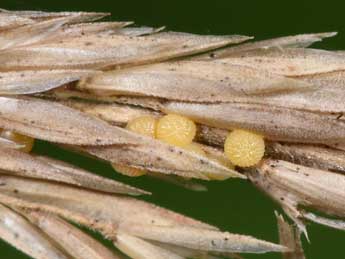  Oeuf de Aporophyla lueneburgensis Frr - Philippe Mothiron