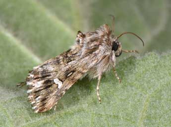 Calophasia lunula Hfn. adulte - ©Philippe Mothiron