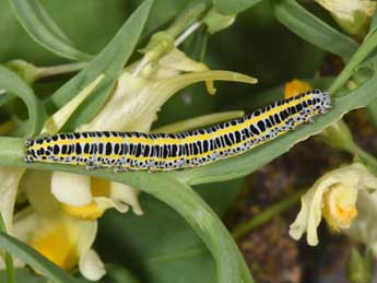  Chenille de Calophasia lunula Hfn. - ©Philippe Mothiron