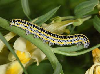  Chenille de Calophasia lunula Hfn. - ©Philippe Mothiron