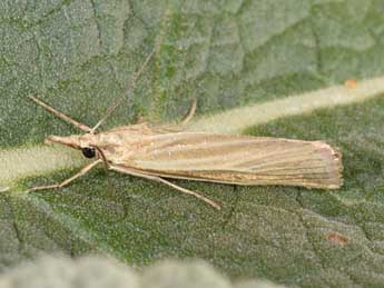 Catoptria lythargyrella Hb. adulte - Philippe Mothiron