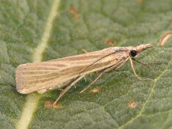 Catoptria lythargyrella Hb. adulte - ©Philippe Mothiron