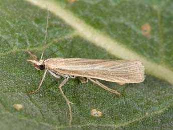 Catoptria lythargyrella Hb. adulte - Philippe Mothiron