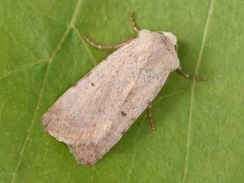 Chersotis margaritacea margaritacea Vill. adulte - Philippe Mothiron