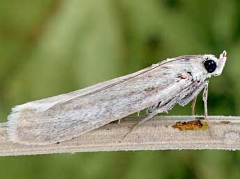 Bradyrrhoa marianella Rag. adulte - ©Friedmar Graf