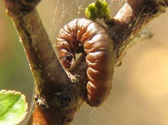  Chenille de Acrobasis marmorea Hw. - ©Ruben Meert