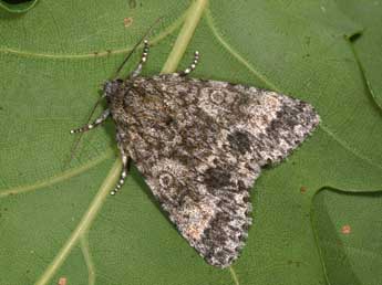 Acronicta megacephala D. & S. adulte - ©Philippe Mothiron