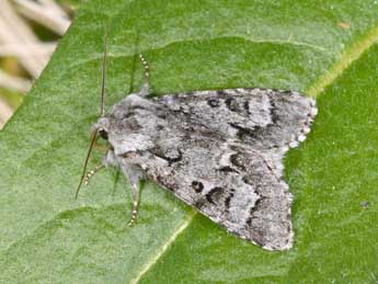 Acronicta menyanthidis Esp. adulte - Philippe Mothiron