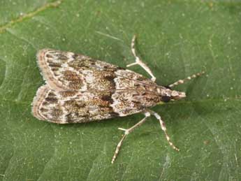 Eudonia mercurella L. adulte - ©Philippe Mothiron