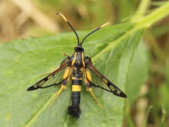 Synanthedon mesiaeformis H.-S. adulte - Lionel Taurand