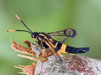 Synanthedon mesiaeformis H.-S. adulte - ©Philippe Mothiron