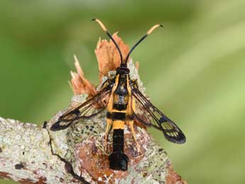 Synanthedon mesiaeformis H.-S. adulte - Philippe Mothiron