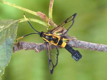 Synanthedon mesiaeformis H.-S. adulte - ©Philippe Mothiron