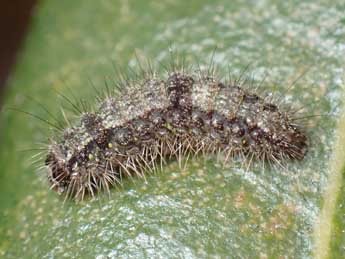  Chenille de Apaidia mesogona God. - ©Lucas Roger