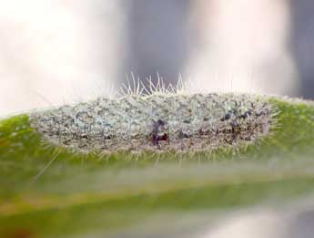  Chenille de Apaidia mesogona God. - ©Lucas Roger