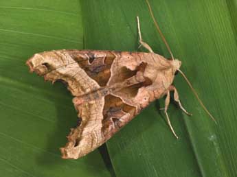 Phlogophora meticulosa L. adulte - ©Philippe Mothiron