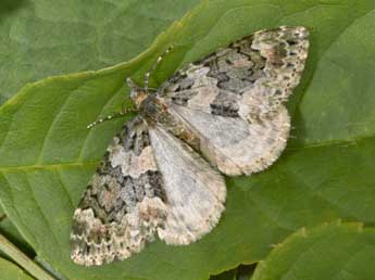 Chloroclysta miata L. adulte - ©Philippe Mothiron