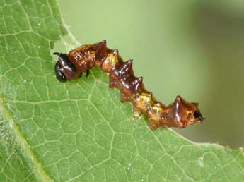  Chenille de Harpyia milhauseri F. - ©Philippe Mothiron