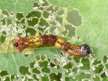  Chenille de Harpyia milhauseri F. - Philippe Mothiron