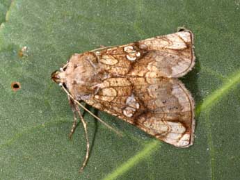 Polychrysia moneta F. adulte - Philippe Mothiron