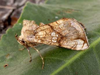 Polychrysia moneta F. adulte - Philippe Mothiron