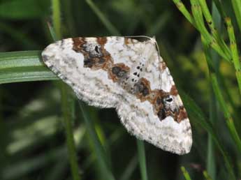 Xanthorhoe montanata D. & S. adulte - ©Philippe Mothiron