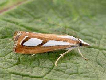 Catoptria myella Hb. adulte - Philippe Mothiron