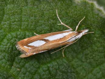 Catoptria myella Hb. adulte - ©Philippe Mothiron