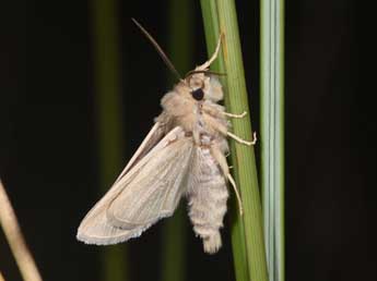 Unchelea myodea Rbr adulte - Philippe Mothiron